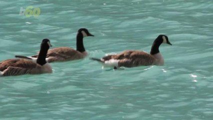 CDC Experts Warn Against Touching Ducks, Geese and Chickens