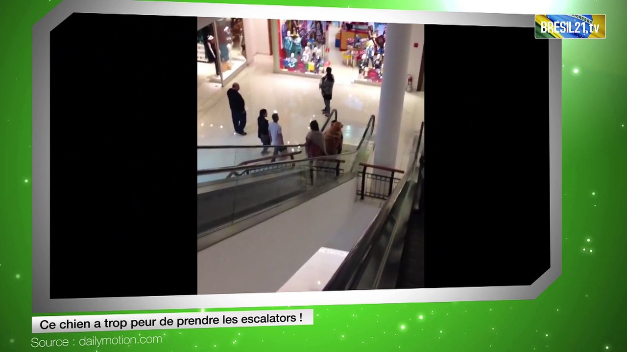 Ce chien a trop peur de prendre les escalators !