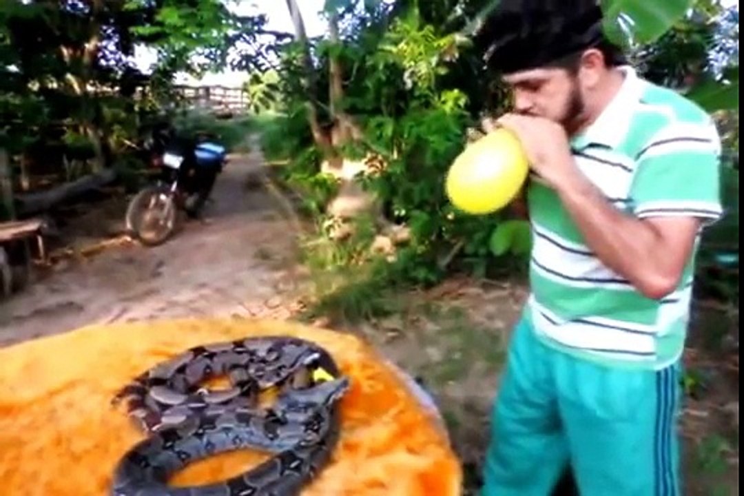 Snake Pop
