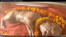 Calf Born With Human Face Worshipped As Hindu God