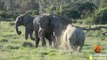 Cet éléphant montre au rhinocéros qui est le boss !