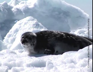 le massacre des-phoques la honte du canada