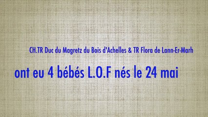 Portée 2017 - Elevage des ETANGS DE CÉLAC