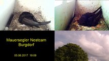 Mauersegler Nestcam 2017 - 5. Juni 19:02