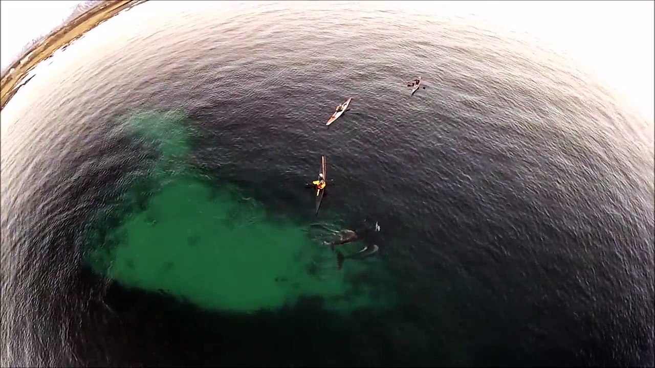 Orcas Playing With Kayakers