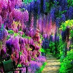 chan charts me Niki Niki lo how to kashmiri