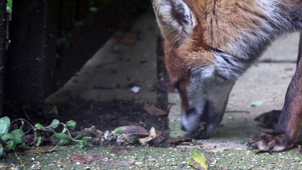 Fox chewing on the garden gate