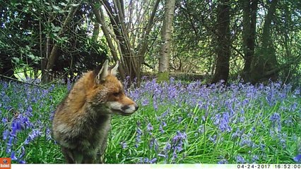 Fox in the Bluebells