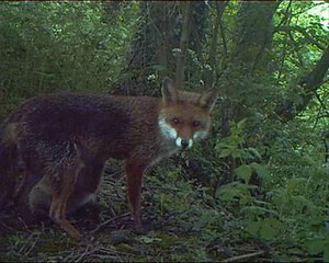 Red fox vixen nursing cub