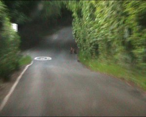 Red fox - Lactating Vixen