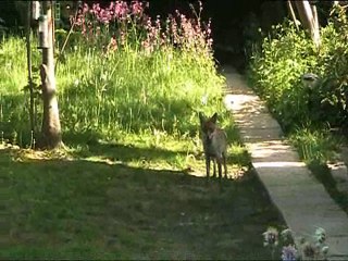 Magpies attacking fox