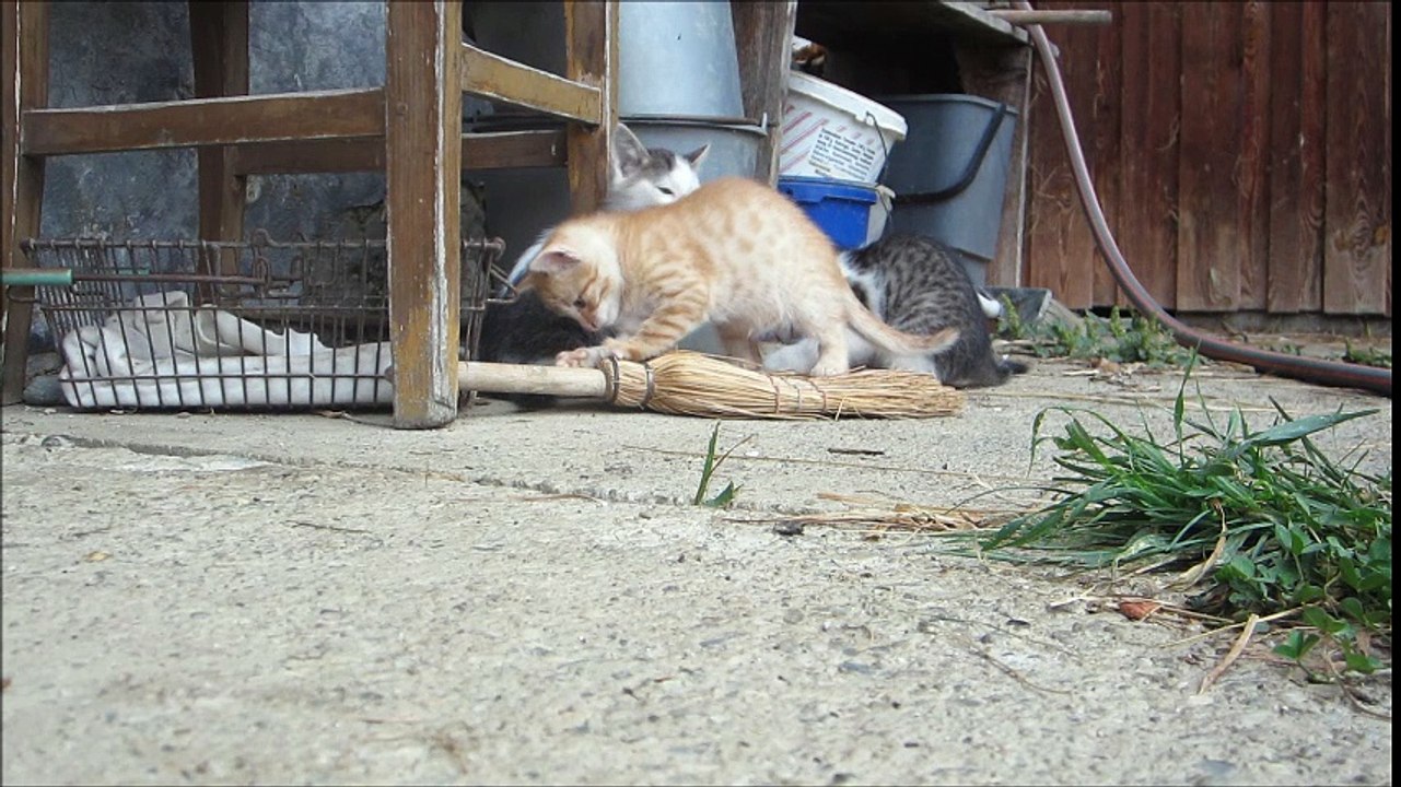 Kitties playin' with a broom