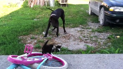 Funniest Cute Kitten Video Compilation 2016 | Funny Pet Videos