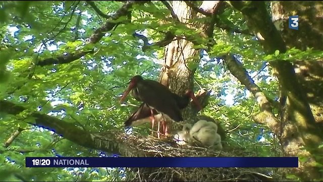 Parc national : 241 000 hectares de forêt entre la Champagne et la Bourgogne