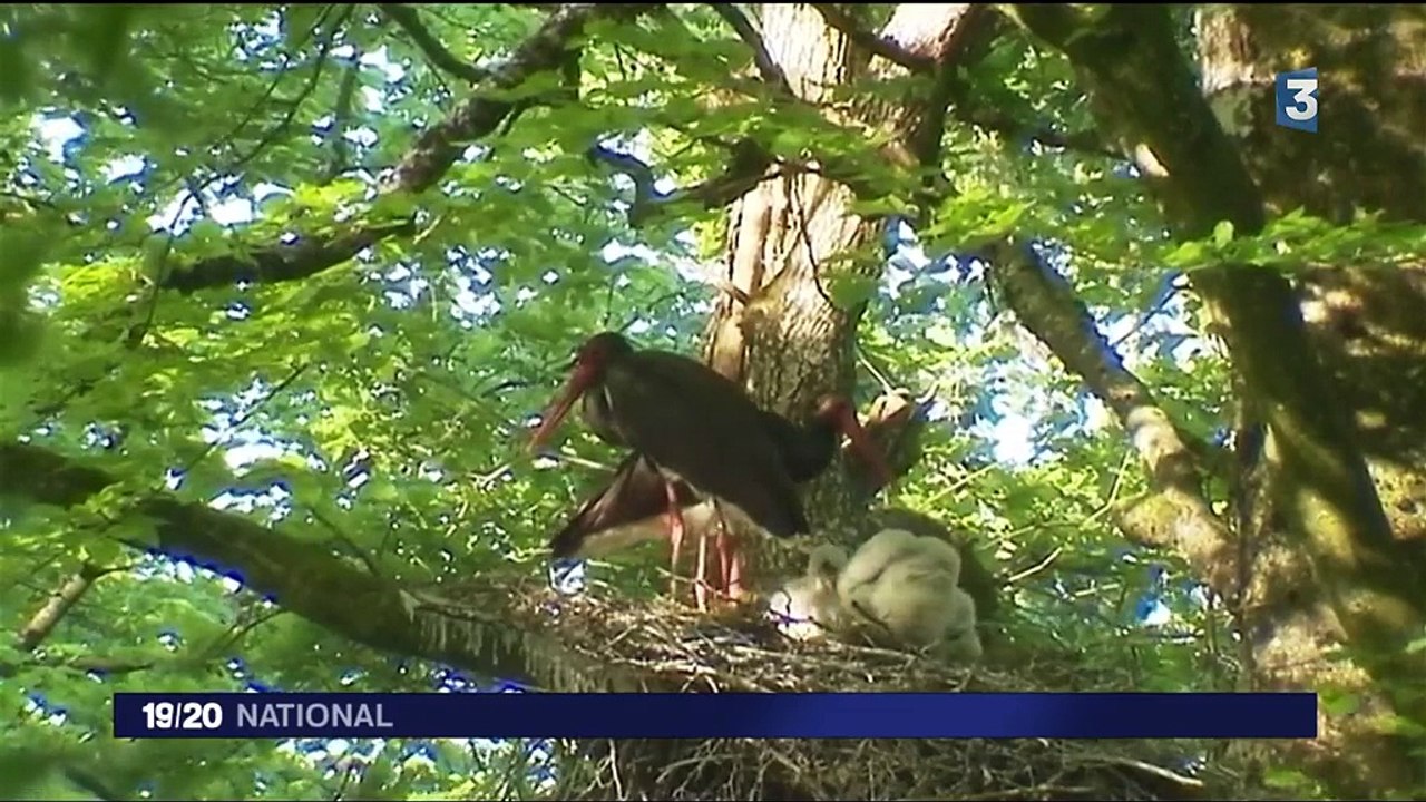 Parc national : 241 000 hectares de forêt entre la Champagne et la Bourgogne