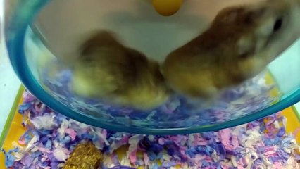 Funniest Pet Clips, Bloopers & Moments Caught On Tape 2017 | Funny Pet Videos