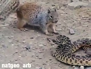 SİNCAP VE YILANIN   KAPIŞMASI KİM GÜÇLÜ  İZLE GÖR