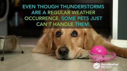 Keeping your pets calm during thunderstorms