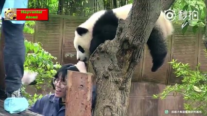 ♥Cute Dogs, Cats And Monkeys Compilation 2017♥ [HD] # - Hayvanlar Alemi