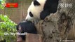 Pandas video - playing panda - Funny Pandas  [Epic Laughs]