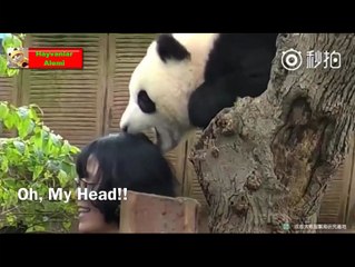 Pandas video - playing panda - Funny Pandas  [Epic Laughs]