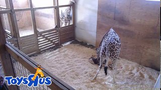 Animal Adventure Park's April the Giraffe - Live Birth - Archive footage