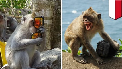 Thieving monkeys observed bartering stolen goods for food