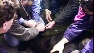 ferrade  fontvielle   taureaux  camarguais  1997
