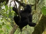 Mountain Gorilla Kingdom in the Clouds BBC Documentary