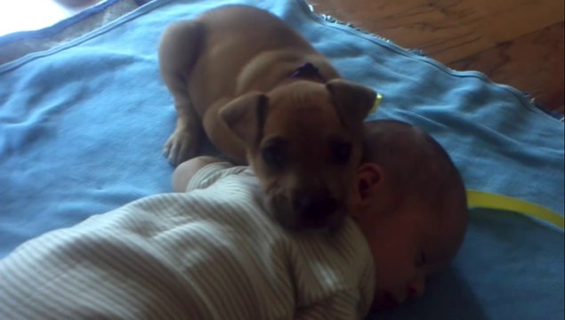 Sleepy Puppy falls asleep on baby