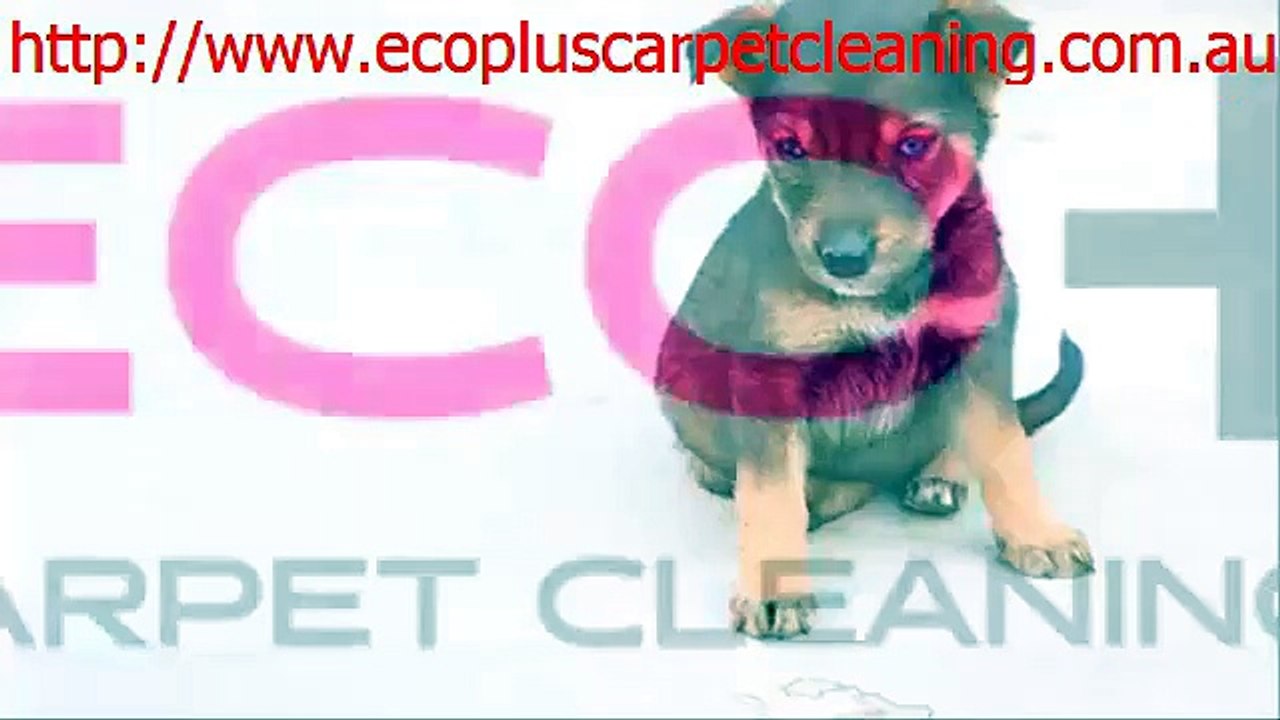 eco friendly carpet cleaner