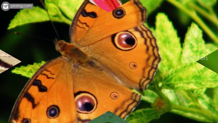 Top 10 Most Beautiful Butterflies In The World