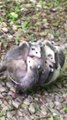 Cette maman opossum porte ses 12 bébés sur son dos... Adorable!