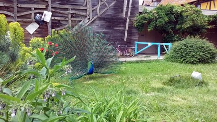 Le paon de  l écomusée d'Alsace - Ungersheim