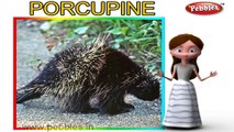 Porcupine | 3D animated nursery rhymes for kids with lyrics | popular animals rhyme for kids | Porcupine song | Animal songs | Funny rhymes for kids | cartoon | 3D animation | Top rhymes of animals for children