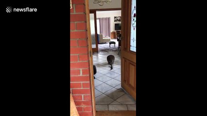 'Curious' wallaby explores woman's house in Melbourne