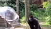 Funny Zoo Animal Surprise Attacks - Funasdny Animals Compilation