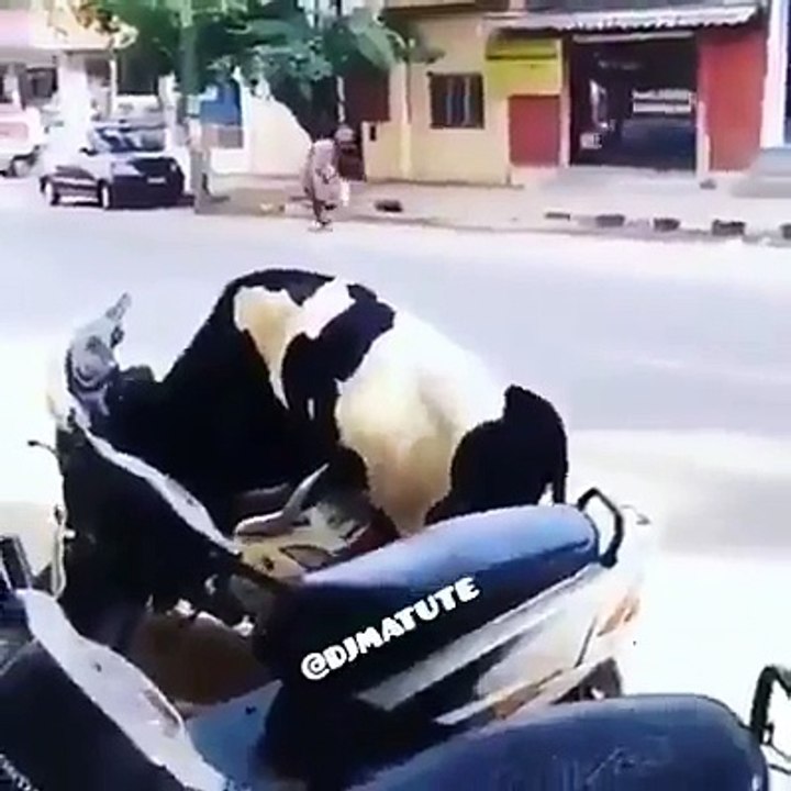 Sapık boğa ile motor