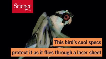 Parrot check goggles check