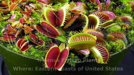 10 Plants That Eat Animals