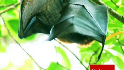 New robot flies just like a bat