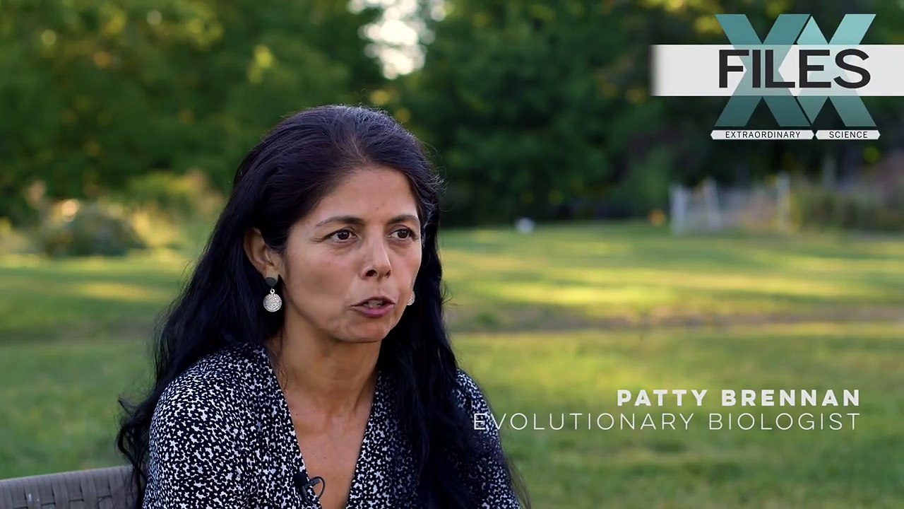 Animalia genitalia: Diversity in science