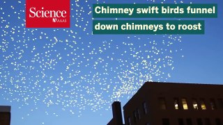 Watch these daredevil birds dive into chimneys en masse