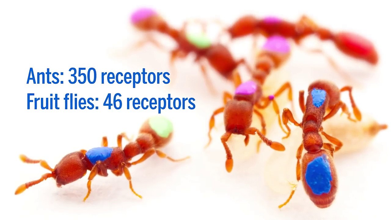 First genetically modified ant shows expanded sense of smell helped ants become social