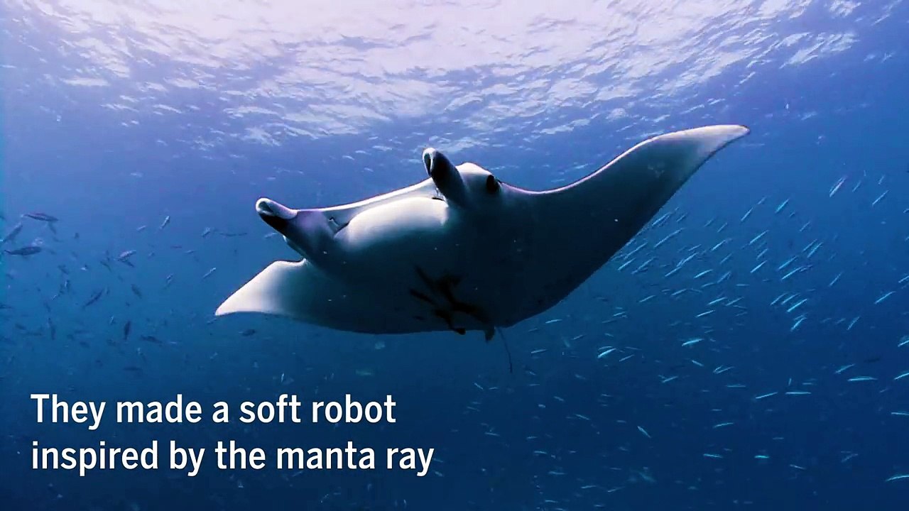 Watch this flexible electronic fish speed through the water