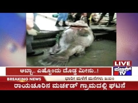 Mangalore: Fishermen Catch A Fish Weighing 98 Kgs Worth Rs. 25000