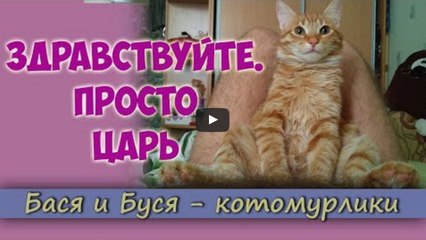 Здравствуйте, Царь. Или важный кот Бася