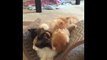 Kittens Talking and Plaeir Moms Compilation _ Cat mom hugs