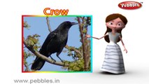 Crow | 3D animated nursery rhymes for kids with lyrics | popular Birds rhyme for kids | Crow song | bird songs | Funny rhymes for kids | cartoon | 3D animation | Top rhymes of bird for children
