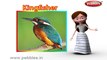 Kingfisher | 3D animated nursery rhymes for kids with lyrics | popular Birds rhyme for kids | Kingfisher song | bird songs | Funny rhymes for kids | cartoon | 3D animation | Top rhymes of bird for children